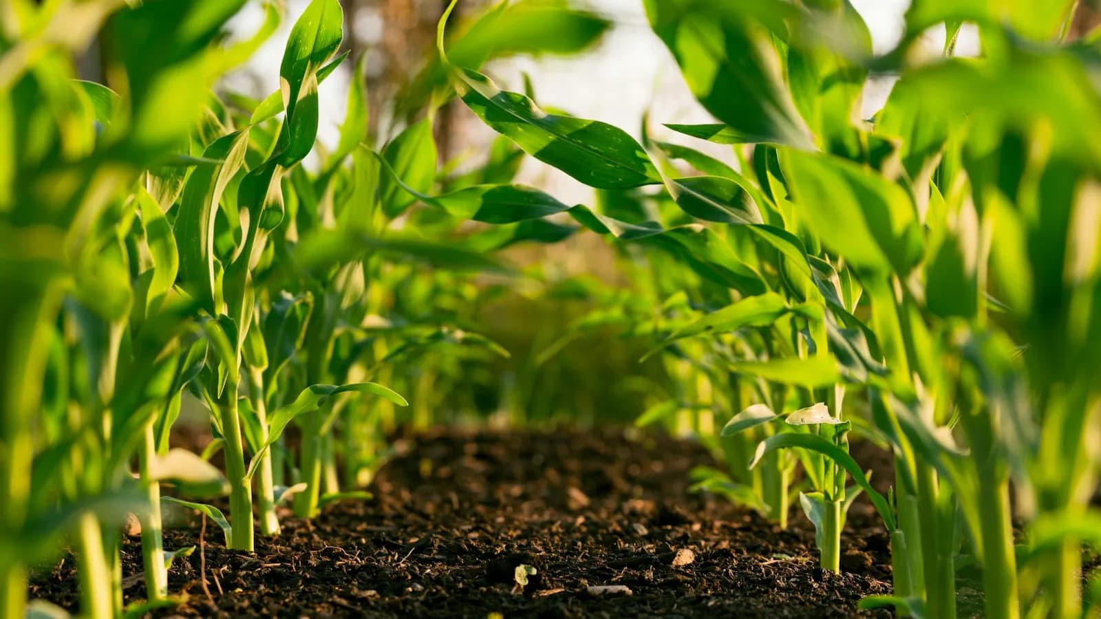 Agribusiness